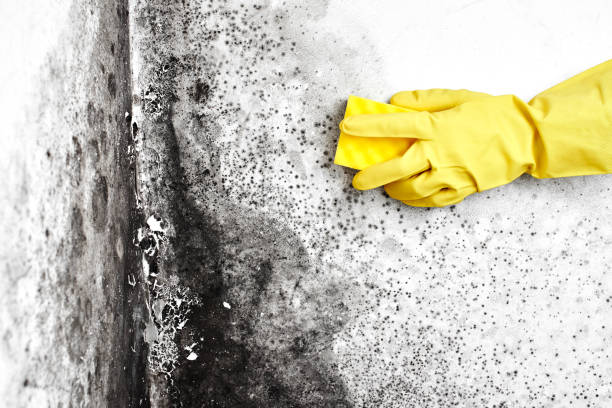 Best Post-Flood Mold Remediation in Bellwood, IL