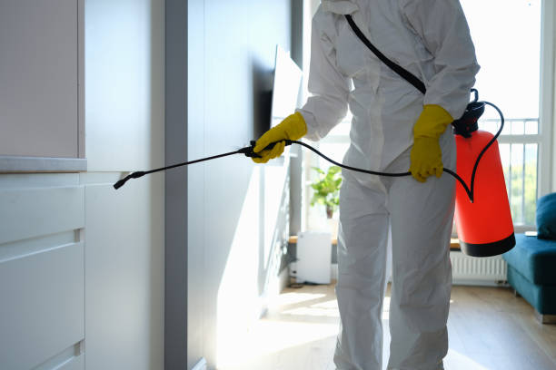 Best Residential Mold Remediation in Bellwood, IL