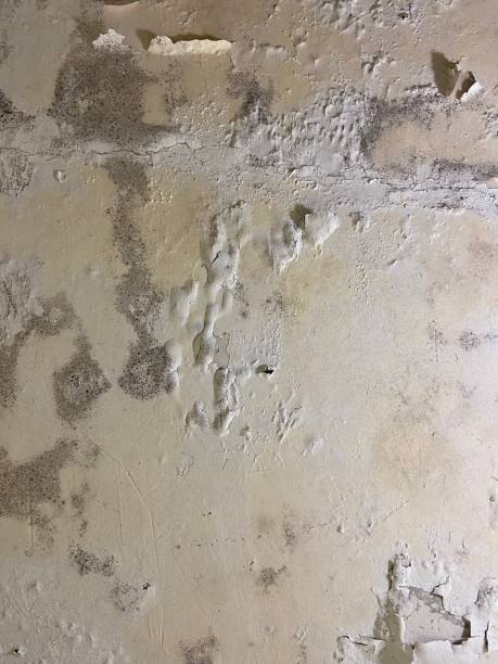 Best White Mold Remediation in Bellwood, IL